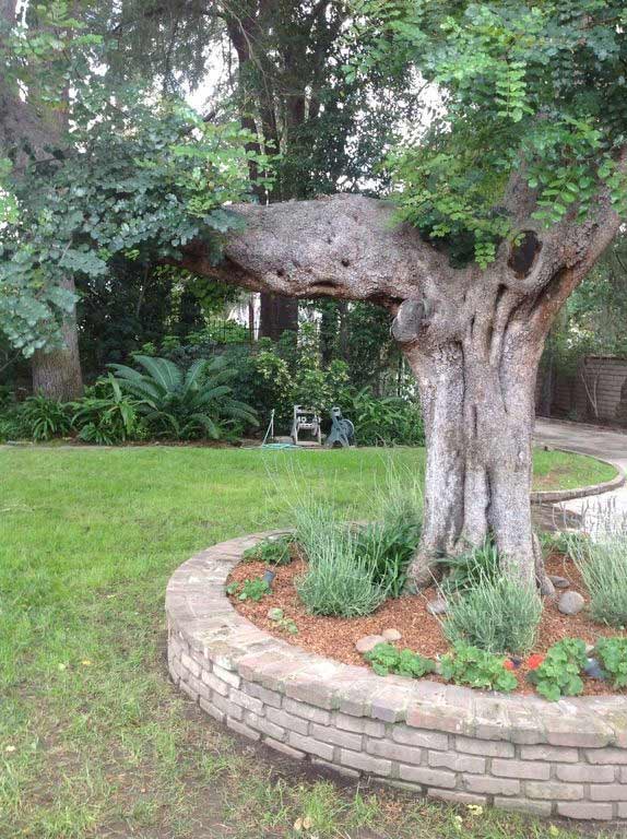 A beautiful old tree in the back yard of a home in Sherman Oaks, CA, prior to a complete, custom home rebuild by Los Angeles design-build firm A-List Builders.
