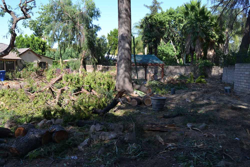 Large trees are cut down in the back yard of a home in Sherman Oaks, CA, ahead of demolition for a complete home rebuild by design-build firm A-List Builders.