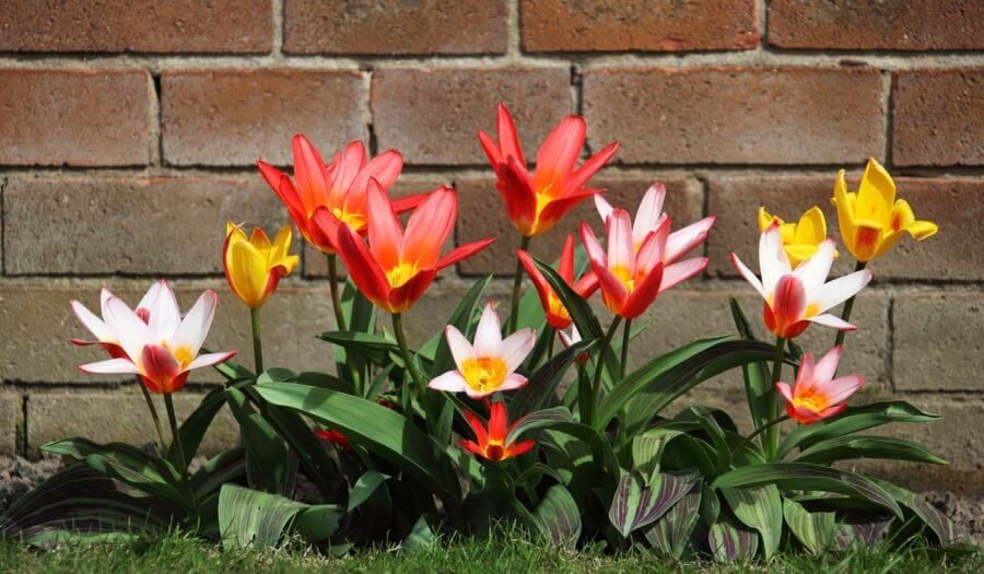 Floral landscaping design with flowers, grass, and brick