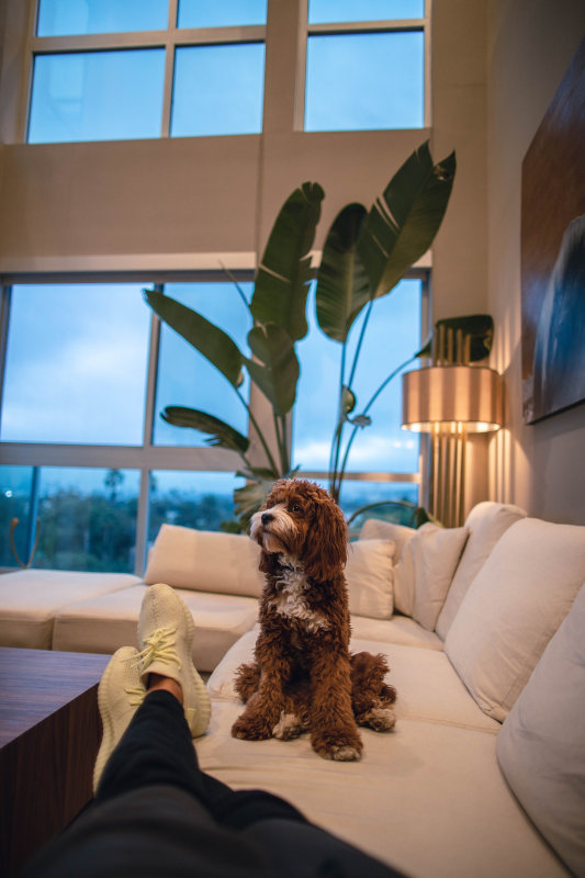 Dog sitting on a couch in an city residence.