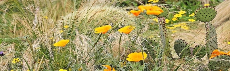 Cacti, grasses, and California poppies.