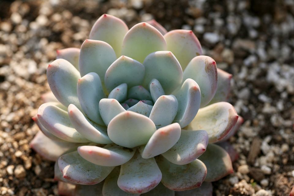 A small succulent growing outdoors. A-List Builders can manage your next home remodeling project. Let us fulfill your vision! Serving greater Los Angeles.